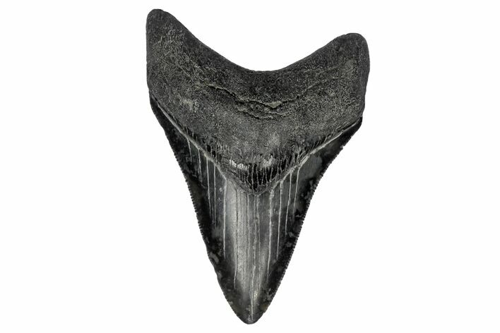 Serrated, Fossil Megalodon Tooth - South Carolina #170411
